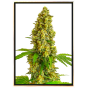 Lemon Haze Semillas de Cannabis - Semillas Feminizadas de calidad al por mayor Lemon Haze Semillas de Cannabis - Semillas Feminizadas de calidad al por mayor