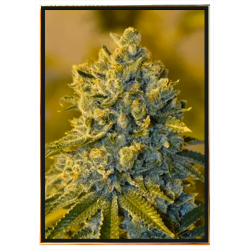 Semi di cannabis King Banner - Genetica premium, consegna in tutto il mondo