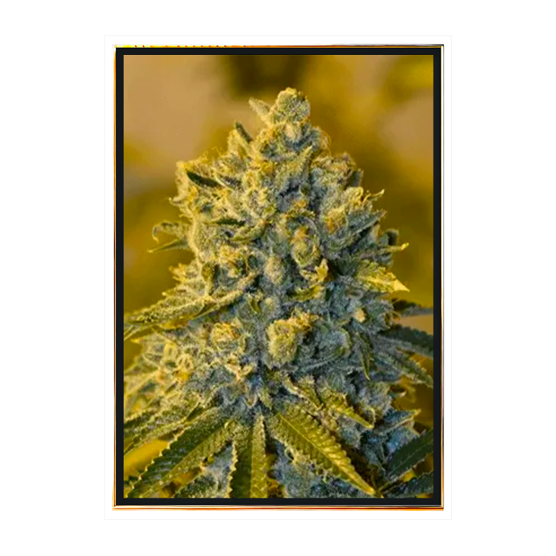 Nasiona marihuany King Banner - nasiona feminizowane luzem, sprzedaż hurtowa