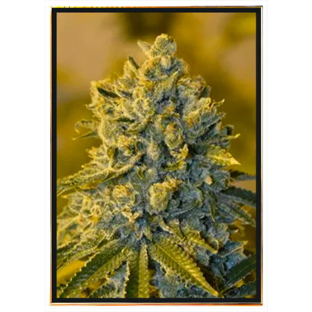 King Banner Cannabis Seeds - Génétiques Premium, Livraison gratuite partout en Europe