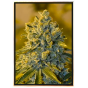 King Banner marijuana seeds - feminized bulk seeds, wholesale King Banner marijuana seeds - feminized bulk seeds, wholesale