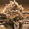 Bulk semi di cannabis femminizzati